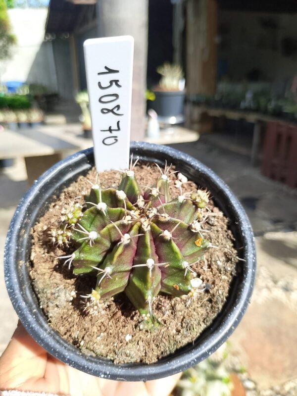1508 70 Cacto Gymnocalycium Multicolor