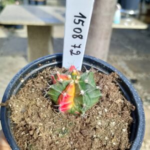 1508 72 Cacto Gymnocalycium Multicolor
