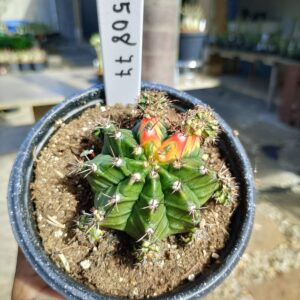 1508 77 Cacto Gymnocalycium Multicolor