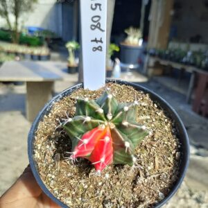 1508 78 Cacto Gymnocalycium Multicolor