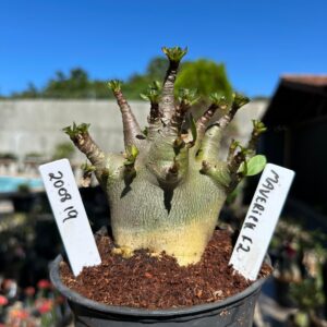 2008 19 Arabicum Maverick 12 meses Vitrine