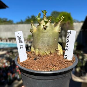 2008 12 Arabicum Darkseid F2 12 meses Vitrine