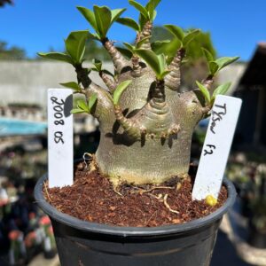 2008 05 Arabicum Tyson F2 12 meses Vitrine