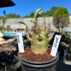 2008 03 Arabicum Venuzau F2 12 meses Vitrine