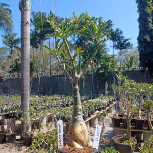 2708 33 Rosa do Deserto Grape Essence