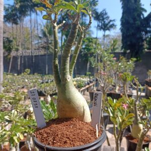 2708 38 Rosa do Deserto Akachi