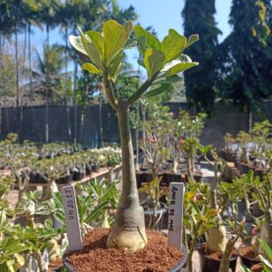 2708 40 Rosa do Deserto Amor de Mãe