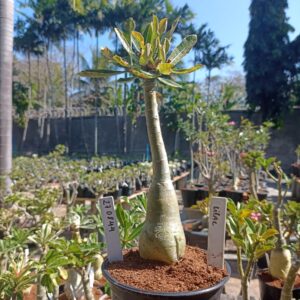 2708 44 Rosa do Deserto Lilac