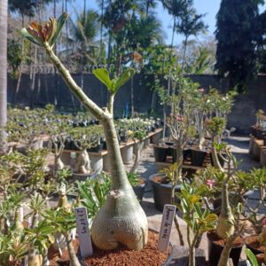 2708 45 Rosa do Deserto Amor de Mãe