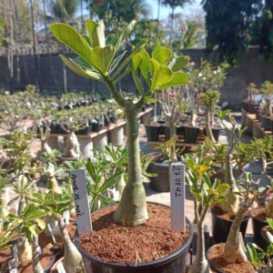 2708 42 Rosa do Deserto Amor de Mãe