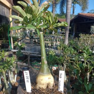 2708 52 Rosa do Deserto Chibi Maruko