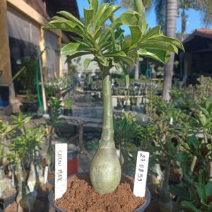 2708 53 Rosa do Deserto Snow Pink