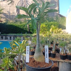 2708 65 Rosa do Deserto Snow Pink