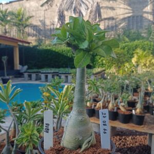 2708 66 Rosa do Deserto Ruby