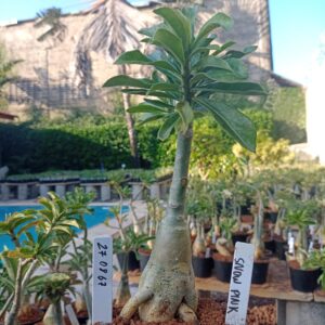 2708 67 Rosa do Deserto Snow Pink