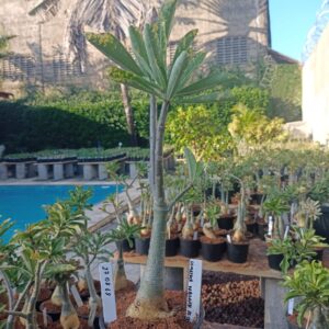 2708 68 Rosa do Deserto Somalense Variegata