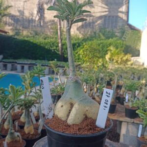 2708 71 Rosa do Deserto Melis