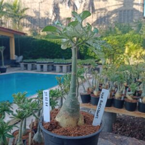 2708 78 Rosa do Deserto Variegata Porcelana 2
