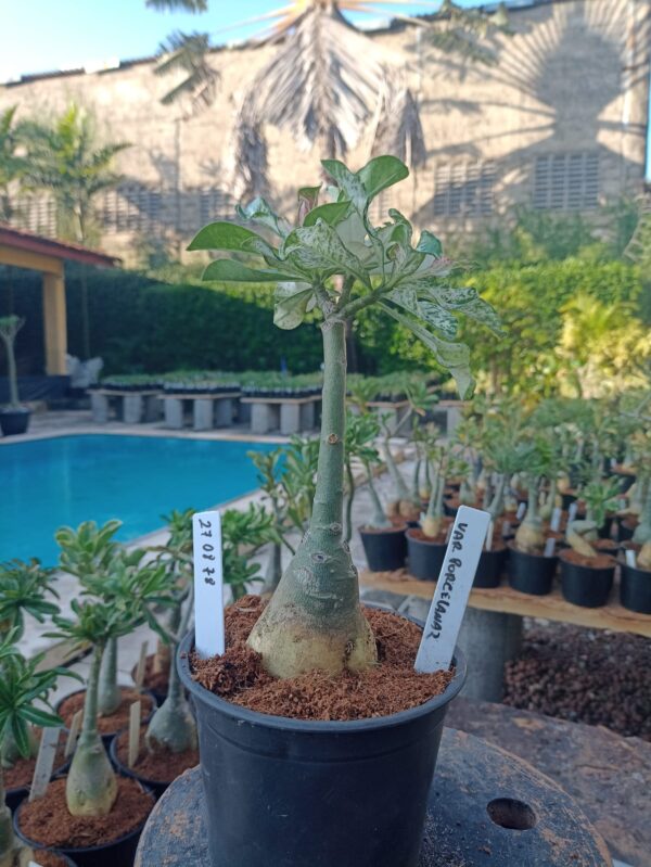 2708 78 Rosa do Deserto Variegata Porcelana 2