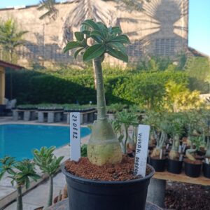 2708 82 Rosa do Deserto Viúva Negra Dobrada