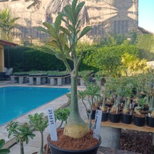 2708 83 Rosa do Deserto Céu Estrelado