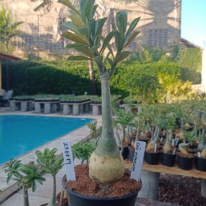 2708 84 Rosa do Deserto Céu Estrelado