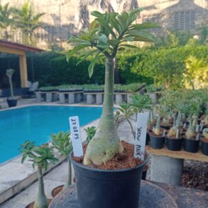 2708 85 Rosa do Deserto Snow Pink