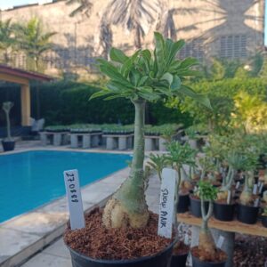 2708 88 Rosa do Deserto Snow Pink