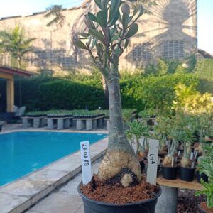 2708 89 Rosa do Deserto L-14