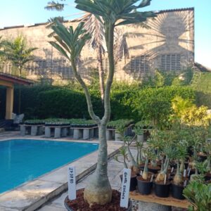 2708 90 Rosa do Deserto Grape Essence