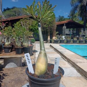 2808 57 Rosa do Deserto Lilac