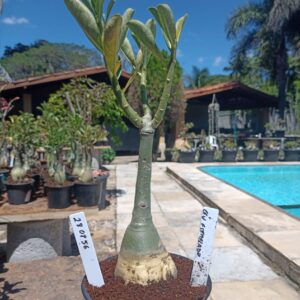 2808 56 Rosa do Deserto Céu Estrelado