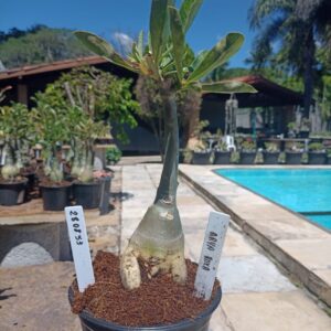 2808 53 Rosa do Deserto Arya Roxa