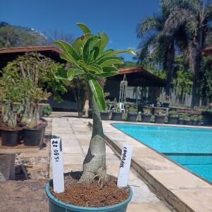 2808 51 Rosa do Deserto Chocolate