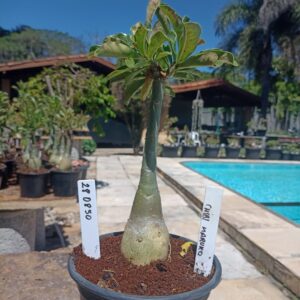 2808 50 Rosa do Deserto Chibi Maruko