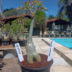 2808 49 Rosa do Deserto Royal Sunshine