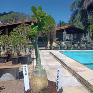 2808 48 Rosa do Deserto Medusa Amarela Dobrada