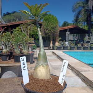 2808 46 Rosa do Deserto Entrancing