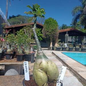 2808 45 Rosa do Deserto Double Medusa