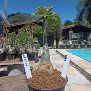 2808 44 Rosa do Deserto Paris