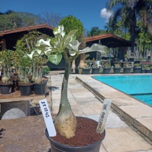 2808 42 Rosa do Deserto Variegata Porcelana 2