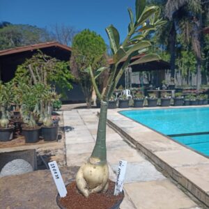 2808 39 Rosa do Deserto Céu Estrelado