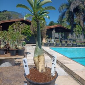 2808 38 Rosa do Deserto Arm 1