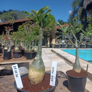 2808 36 Rosa do Deserto Snow Pink