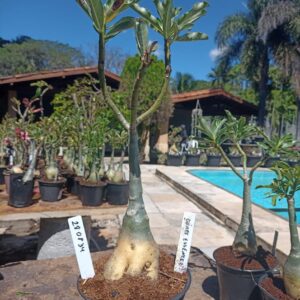 2808 34 Rosa do Deserto Grape Essence