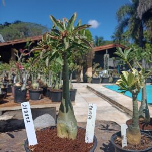 2808 32 Rosa do Deserto Crista