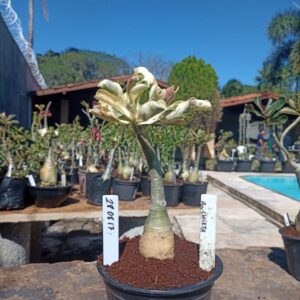 2808 17 Rosa do Deserto Anchieta