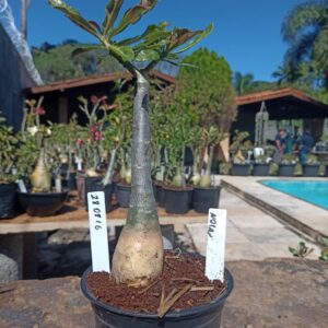 2808 16 Rosa do Deserto Nolan