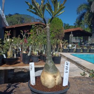 2808 13 Rosa do Deserto Lilac