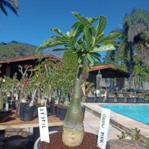 2808 12 Rosa do Deserto Snow Pink